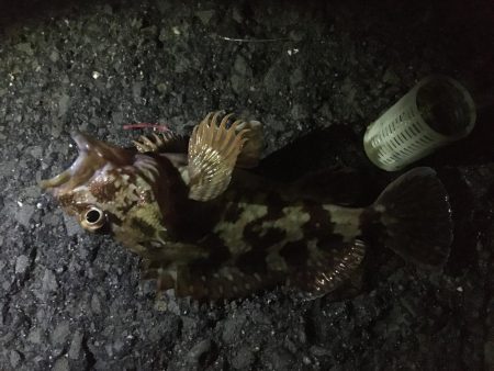 夜釣りイマイチ